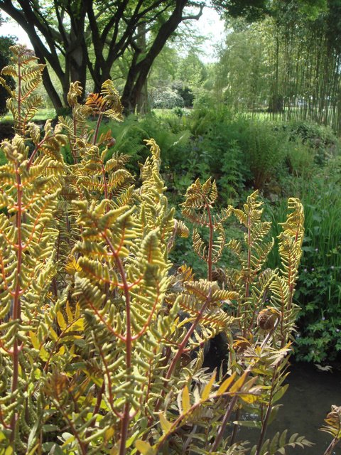 Osmunda regalis jeunes feuilles